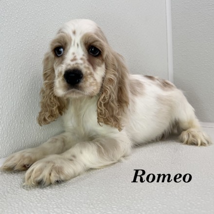 puppy, for, sale, Cocker Spaniel, Joe & Cherri  Overlease, dog, breeder, Miller, MO, dog-breeder, puppy-for-sale, forsale, nearby, find, puppyfind, locator, puppylocator, aca